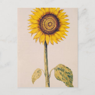Sonnenblume oder Helianthus Postkarte