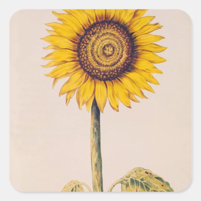 Sonnenblume oder Helianthus Quadratischer Aufkleber (Vorderseite)