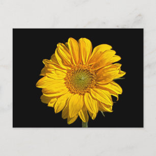 Sonnenblume pca postkarte