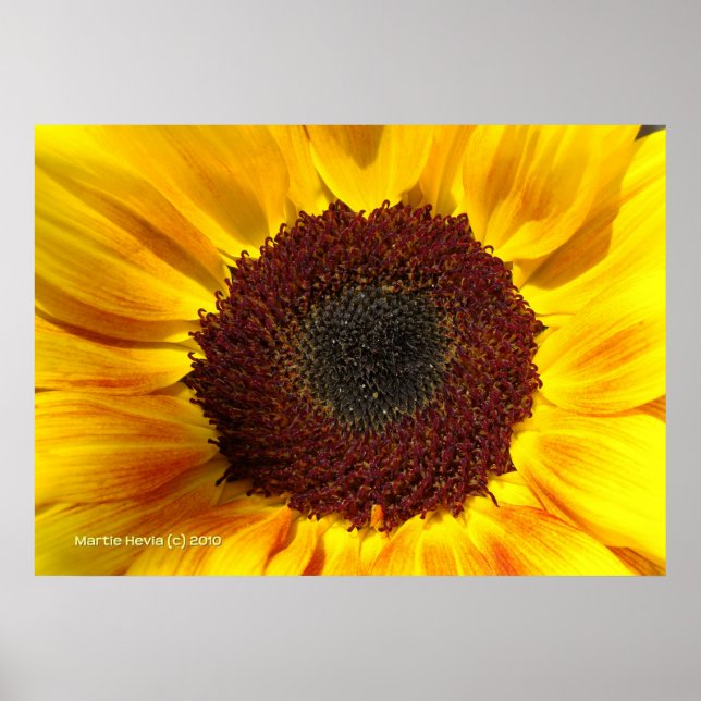 Sonnenblume Poster (Vorne)