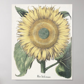 Sonnenblume Poster