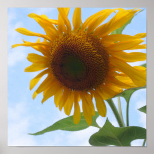 Sonnenblume Poster
