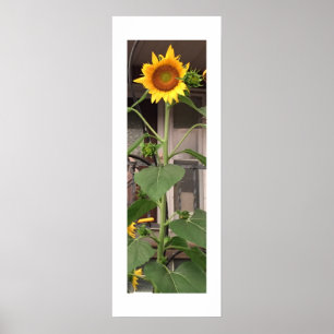 Sonnenblume Poster
