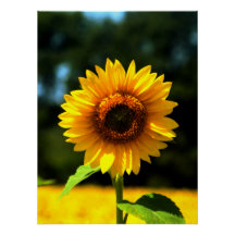 Sonnenblume