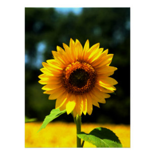 Sonnenblume Poster