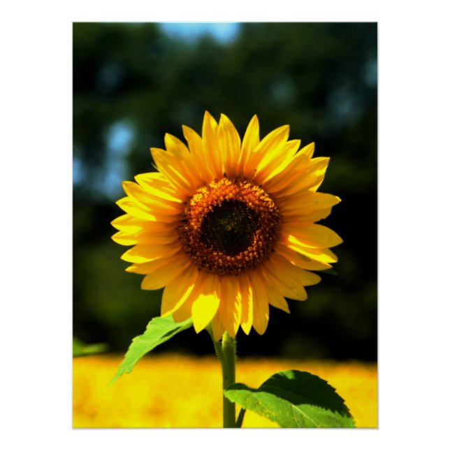 Sonnenblume Poster (Vorderseite)