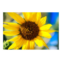 Sonnenblume