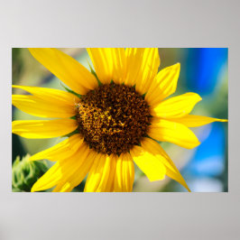 Sonnenblume Poster