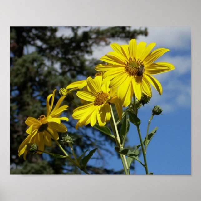 Sonnenblume Poster (Vorne)
