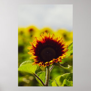 Sonnenblume Poster