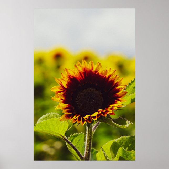 Sonnenblume Poster (Vorne)