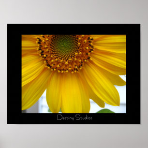 Sonnenblume Poster