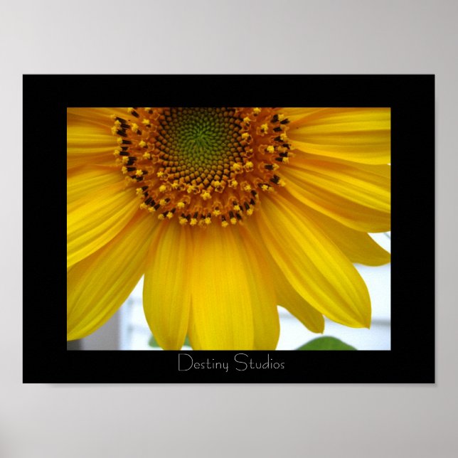 Sonnenblume Poster (Vorne)