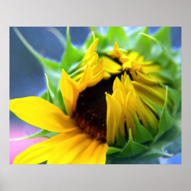 Sonnenblume Poster (Vorne)