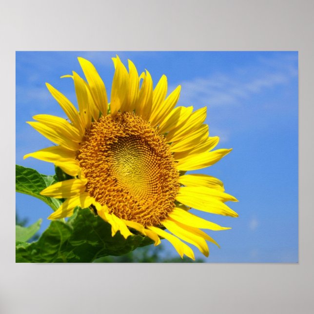 Sonnenblume Poster (Vorne)