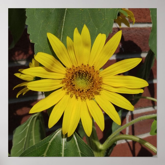 Sonnenblume Poster (Vorne)