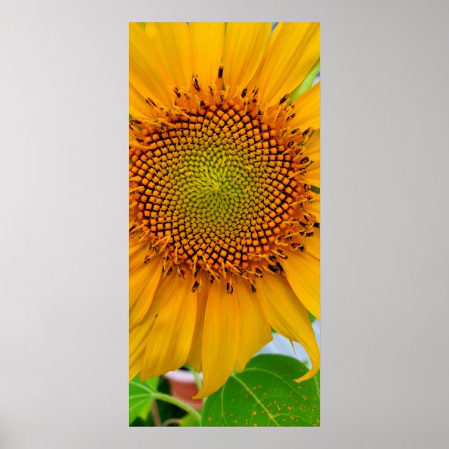 Sonnenblume Poster (Vorne)