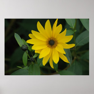 Sonnenblume Poster