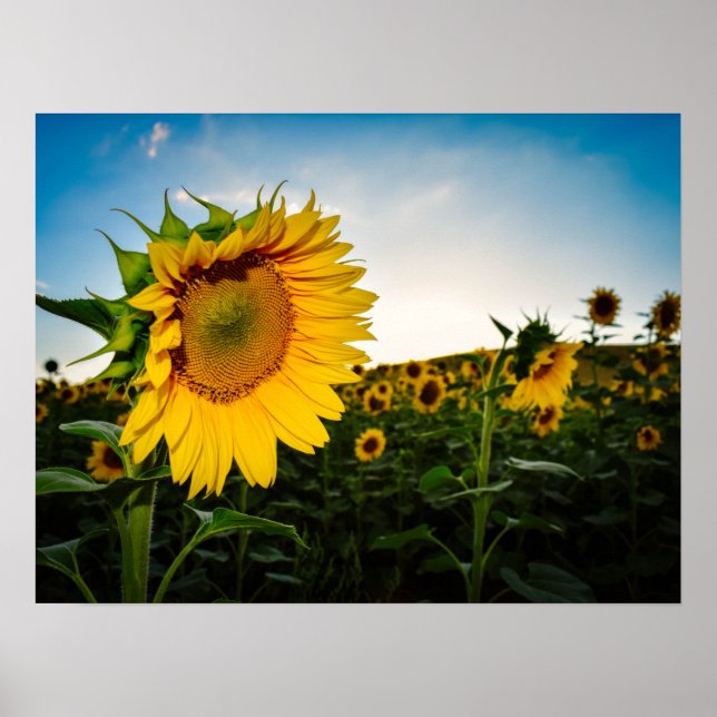 Sonnenblume Poster (Vorne)