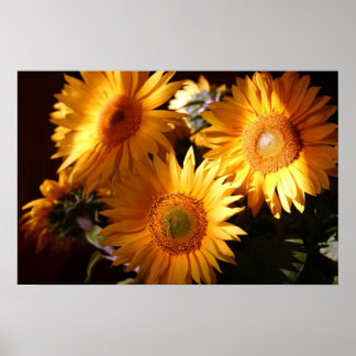 Sonnenblume Poster