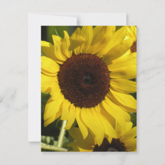 Sonnenblume Postkarte