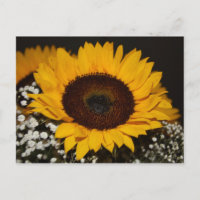 Sonnenblume