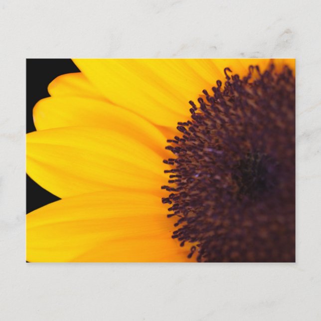 Sonnenblume Postkarte (Vorderseite)