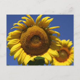 Sonnenblume Postkarte