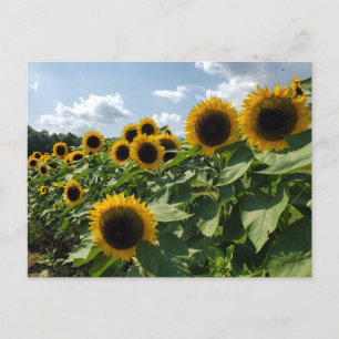 Sonnenblume Postkarte