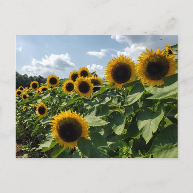 Sonnenblume Postkarte (Vorderseite)