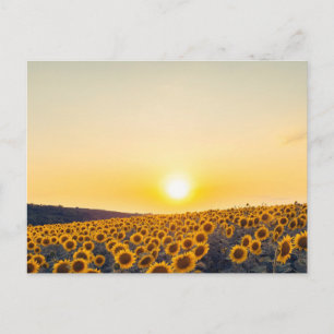 Sonnenblume Postkarte
