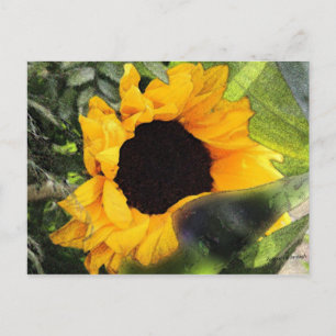 Sonnenblume Postkarte