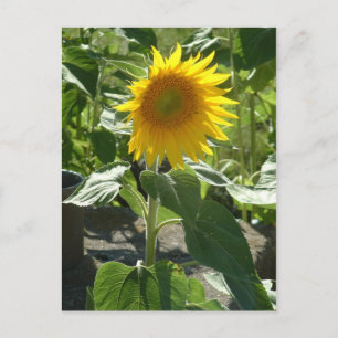 Sonnenblume Postkarte