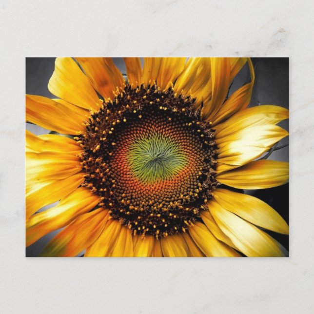 Sonnenblume Postkarte (Vorderseite)