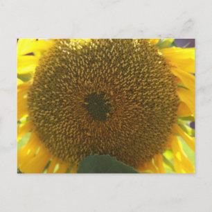 Sonnenblume Postkarte