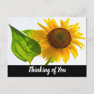 Sonnenblume Postkarte