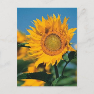 Sonnenblume Postkarte