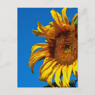 Sonnenblume - Postkarte