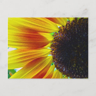 Sonnenblume Postkarte