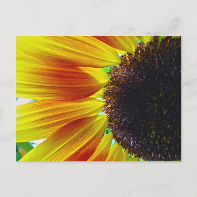 Sonnenblume Postkarte (Vorderseite)