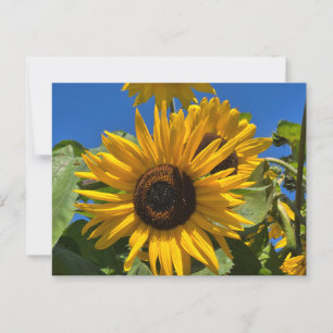Sonnenblume Postkarte