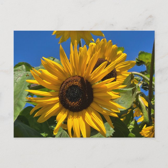 Sonnenblume Postkarte (Vorderseite)