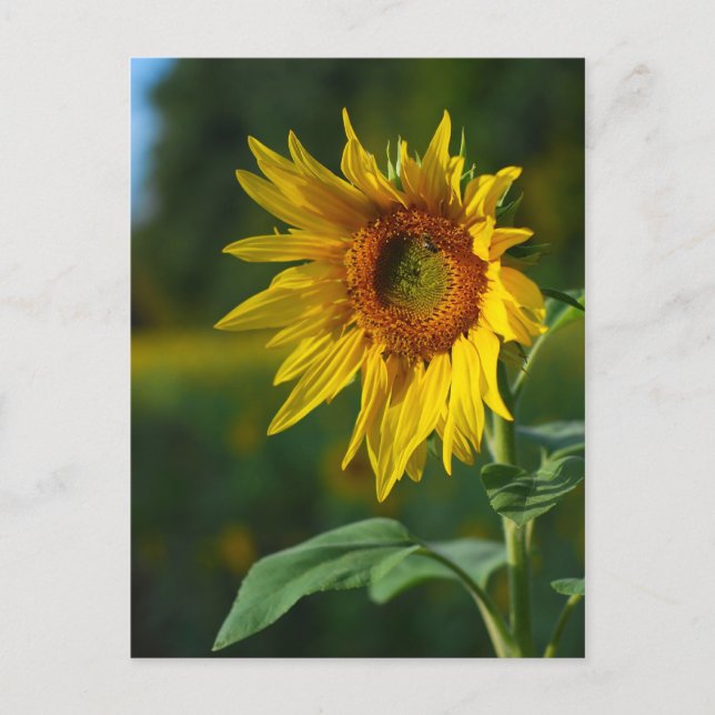 Sonnenblume Postkarte (Vorderseite)