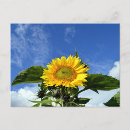 Sonnenblume Postkarte