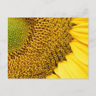 Sonnenblume Postkarte
