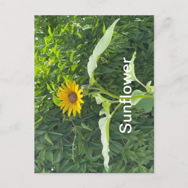 Sonnenblume Postkarte (Vorderseite)