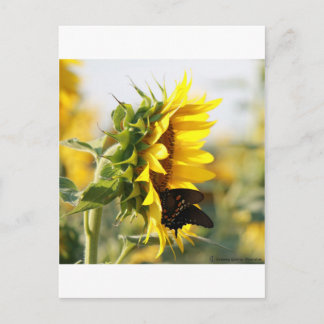 Sonnenblume Postkarte