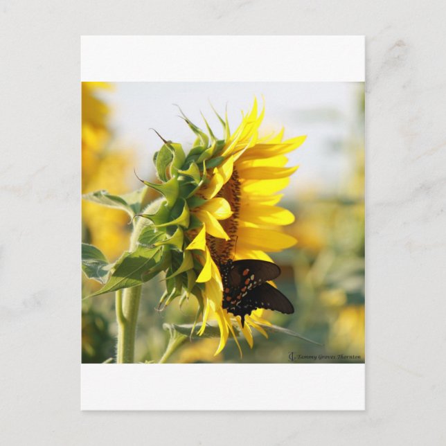 Sonnenblume Postkarte (Vorderseite)