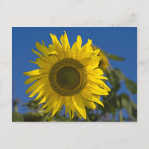 Sonnenblume Postkarte