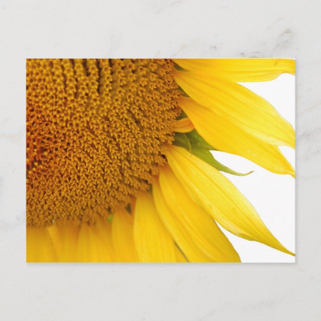Sonnenblume Postkarte (Vorderseite)